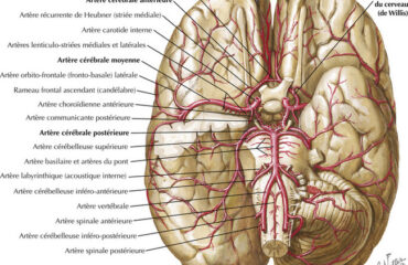 Artère Cérébrale
